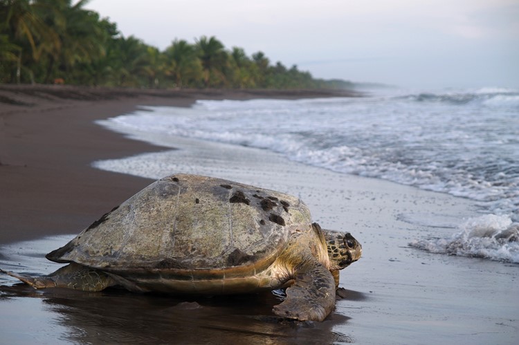 Het strand van Tortuguero waar de lederschildpadden hun eieren leggen